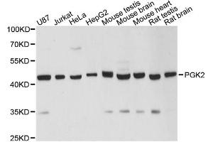 Western blot analysis of extracts of various cell lines, using PGK2 antibody.