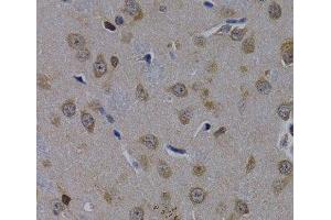 Immunohistochemistry of paraffin-embedded Rat brain using POLR2L Polyclonal Antibody at dilution of 1:200 (40x lens). (POLR2L anticorps)