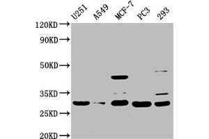 Western Blot Positive WB detected in: U251 whole cell lysate, A549 whole cell lysate, MCF-7 whole cell lysate, PC-3 whole cell lysate, 293 whole cell lysate All lanes: REEP4 antibody at 1:1500 Secondary Goat polyclonal to rabbit IgG at 1/50000 dilution Predicted band size: 30, 20 kDa Observed band size: 30 kDa (Receptor Accessory Protein 4 anticorps  (AA 78-257))