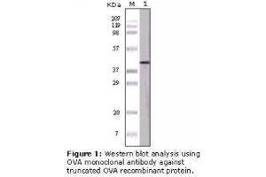 Image no. 1 for anti-Ovalbumin (OVA) antibody (ABIN305592) (Ovalbumin anticorps)
