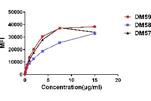 Affinity ranking of different Rabbit anti-CD27 mAb clones by titration of different concentration onto Raji cells. (Recombinant CD27 anticorps  (AA 20-191))