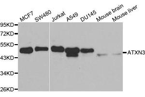 Western blot analysis of extracts of various cell lines, using ATXN3 antibody. (Ataxin 3 anticorps  (AA 1-364))