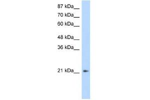 FERD3L antibody (20R-1112) used at 0. (FERD3L anticorps  (N-Term))