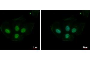 ICC/IF Image PRPS1L1 antibody detects PRPS1L1 protein at nucleus by immunofluorescent analysis. (PRPS1L1 anticorps)