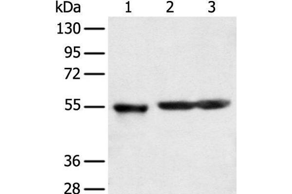 KCTD16 anticorps