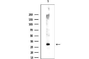 anti-Homeobox A1 (HOXA1) (Internal Region) antibody