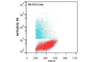 Flow Cytometry of Mouse anti-AKT3 antibody.