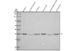 Western blot analysis of TAZ using anti-TAZ antibody (ABIN3042884).