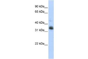 Western Blotting (WB) image for anti-Musashi Homolog 2 (MSI2) antibody (ABIN2458554) (MSI2 anticorps)