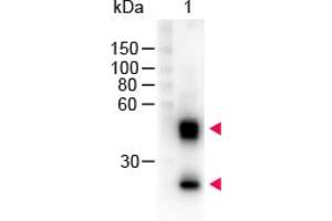 Image no. 1 for Sheep anti-Mouse IgG (Whole Molecule) antibody (HRP) (ABIN300783) (Mouton anti-Souris IgG (Whole Molecule) Anticorps (HRP))
