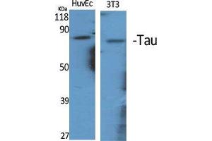 Western Blot (WB) analysis of specific cells using Tau Polyclonal Antibody. (tau anticorps  (Ser86))