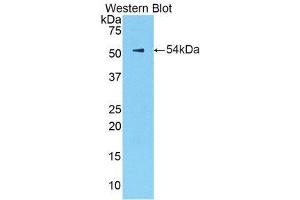 Western Blotting (WB) image for anti-Kallikrein 6 (KLK6) (AA 19-261) antibody (ABIN3208077) (Kallikrein 6 anticorps  (AA 19-261))