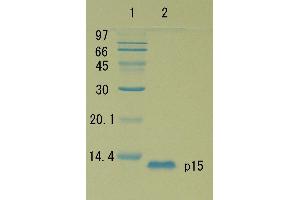 SDS-PAGE (SDS) image for HIV-1 Gag P15 protein (ABIN2452192) (HIV-1 Gag P15 Protéine)