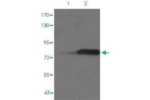 Western blot analysis of Lane 1: JK cells, Lane 2: PMA treated JK cells with PRKCB (phospho T641) polyclonal antibody  at 1:500-1:1000 dilution.