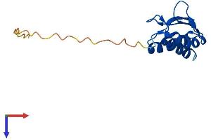 AlphaFold protein structure predicition of Mouse Recombinant Pcbd2 Protein, UniprotID Q9CZL5