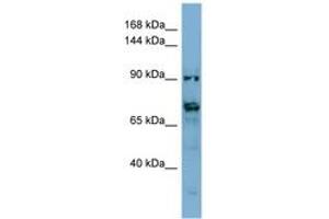Image no. 1 for anti-Transmembrane Protein 146 (TMEM146) (AA 431-480) antibody (ABIN6741838) (TMEM146 anticorps  (AA 431-480))