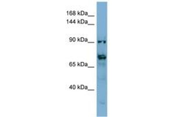 TMEM146 Antikörper  (AA 431-480)