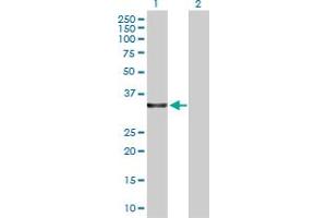 Western Blot analysis of LDHA expression in transfected 293T cell line by LDHA MaxPab polyclonal antibody. (Lactate Dehydrogenase A anticorps  (AA 1-332))