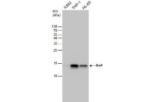 WB Image Iba1 antibody detects Iba1 protein by western blot analysis. (Iba1 anticorps)