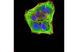 Immunofluorescence analysis of Hela cells using CASP6 mouse mAb (green).
