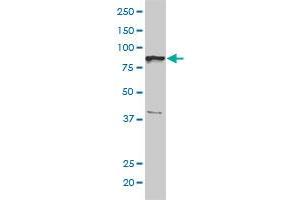 BRRN1 monoclonal antibody (M01), clone 1C9 Western Blot analysis of BRRN1 expression in Jurkat .
