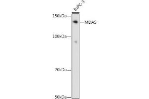 Western blot analysis of extracts of BxPC-3 cells, using MD antibody (ABIN7267950) at 1:1000 dilution. (IFIH1 anticorps)