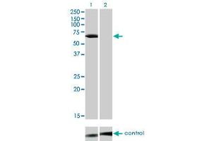 Western blot analysis of LCK over-expressed 293 cell line, cotransfected with LCK Validated Chimera RNAi (Lane 2) or non-transfected control (Lane 1).