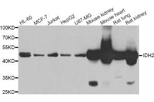 Western blot analysis of extracts of various cell lines, using IDH2 antibody (ABIN5974324) at 1/1000 dilution. (IDH2 anticorps)