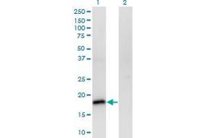 Western Blot analysis of POU5F1 expression in transfected 293T cell line by POU5F1 monoclonal antibody (M01), clone 1D2.