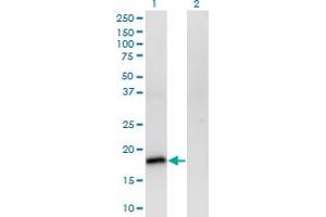 Western Blot analysis of POU5F1 expression in transfected 293T cell line by POU5F1 monoclonal antibody (M01), clone 1D2. (OCT4 anticorps  (AA 81-164))