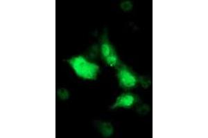 Anti-SOCS3 mouse monoclonal antibody (ABIN2454686) immunofluorescent staining of COS7 cells transiently transfected by pCMV6-ENTRY SOCS3 (RC209305). (SOCS3 anticorps)