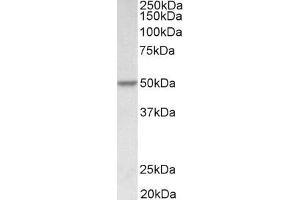 ABIN5539877 (0. (PDCD4 anticorps  (AA 210-221))
