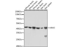 Western blot analysis of extracts of various cell lines, using HRH3 Rabbit mAb (ABIN7267661) at 1:1000 dilution. (HRH3 anticorps)