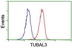 Image no. 2 for anti-Tubulin, alpha-Like 3 (TUBAL3) (AA 150-446) antibody (ABIN1490959) (TUBAL3 anticorps  (AA 150-446))