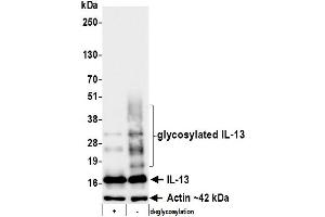 Western Blotting (WB) image for anti-Interleukin 13 (IL13) (AA 35-146) antibody (ABIN7795750) (Recombinant IL-13 anticorps  (AA 35-146))