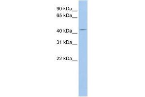 WB Suggested Anti-ATG4A Antibody Titration:  0. (ATG4A anticorps  (N-Term))