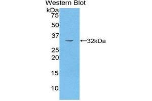 Western Blotting (WB) image for anti-P21-Activated Kinase 4 (PAK4) (AA 299-542) antibody (ABIN1860123)