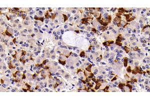Detection of PRL in Porcine Pituitary Tissue using Polyclonal Antibody to Prolactin (PRL) (Prolactin anticorps  (AA 29-227))