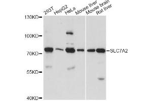 Western blot analysis of extracts of various cell lines, using SLC7A2 antibody. (SLC7A2 anticorps)