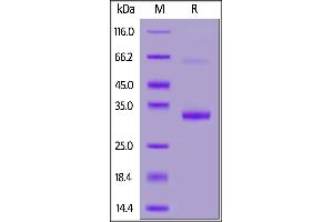 IgG1 Fc (AA 98-324) protein (AVI tag,Biotin)