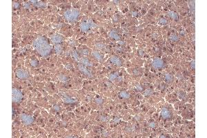 Immunohistochemistry analysis using Mouse Anti-GABA A Receptor Monoclonal Antibody, Clone N87/25 (ABIN2483489).