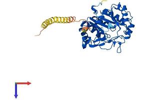 AlphaFold protein structure predicition of Human Recombinant RSAD2 Protein, UniprotID Q8WXG1