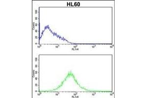 KLRC2 Antibody (N-term) (ABIN652570 and ABIN2842383) flow cytometric analysis of HL60 cells (bottom histogram) compared to a negative control cell (top histogram).