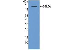 Calpain S1 Antikörper  (AA 1-268)