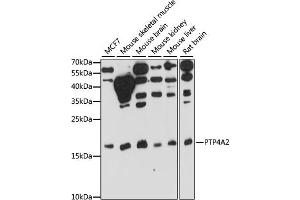 Western blot analysis of extracts of various cell lines, using PTP4 antibody (ABIN7269703) at 1:1000 dilution.