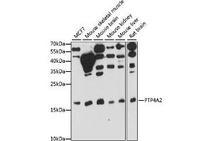 Western blot analysis of extracts of various cell lines, using PTP4 antibody (ABIN7269703) at 1:1000 dilution. (PTP4A2 anticorps  (AA 30-100))