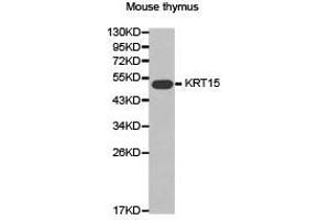 Western Blotting (WB) image for anti-Keratin 15 (KRT15) antibody (ABIN1873469) (KRT15 anticorps)
