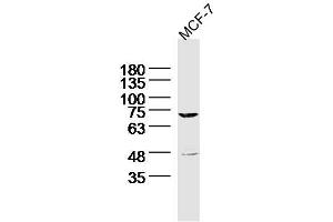 MCF-7 Cell lysates probed with MARCH7 Polyclonal Antibody, unconjugated (bs-9341R) at 1:300 overnight at 4°C followed by a conjugated secondary antibody for 60 minutes at 37°C.