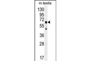 C19orf51 Antibody (Center) (ABIN6244201 and ABIN6577320) western blot analysis in mouse testis tissue lysates (35 μg/lane). (DNAAF3 anticorps  (AA 181-210))