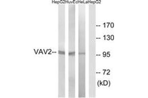 Western Blotting (WB) image for anti-Vav 2 Guanine Nucleotide Exchange Factor (VAV2) (AA 108-157) antibody (ABIN2888936) (VAV2 anticorps  (AA 108-157))